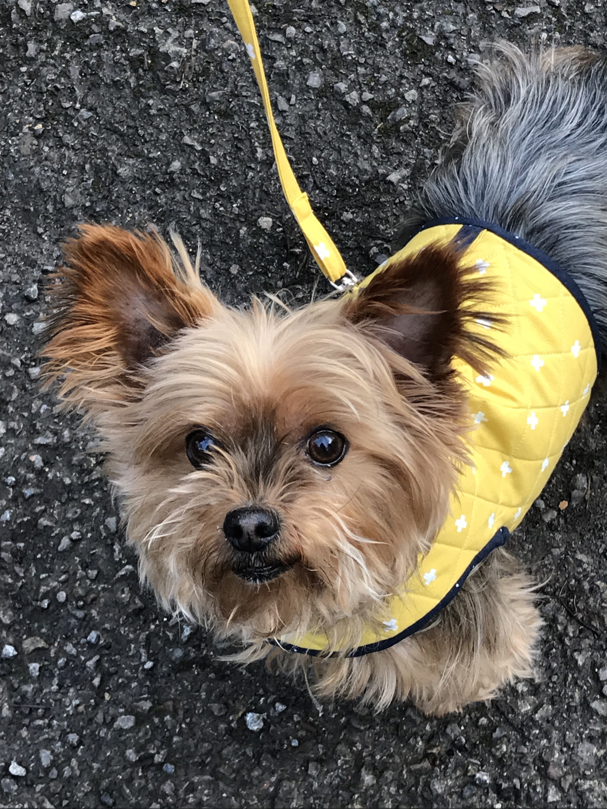 Adorable Yorkie Face